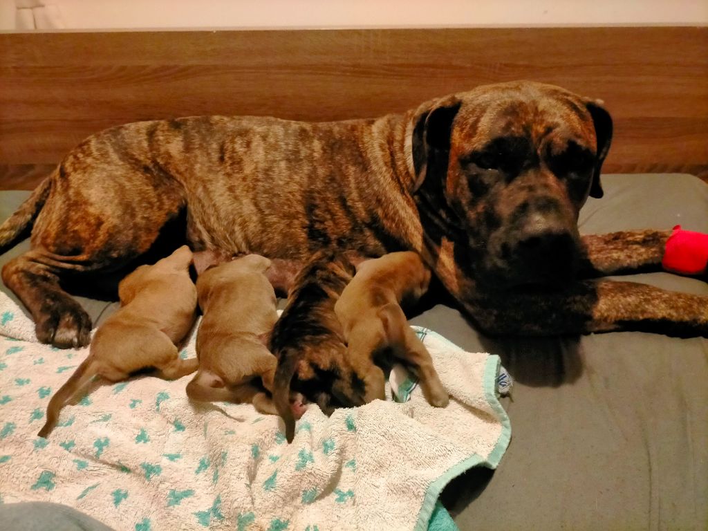 chiot Dogo Canario De L'Arche De Jayam